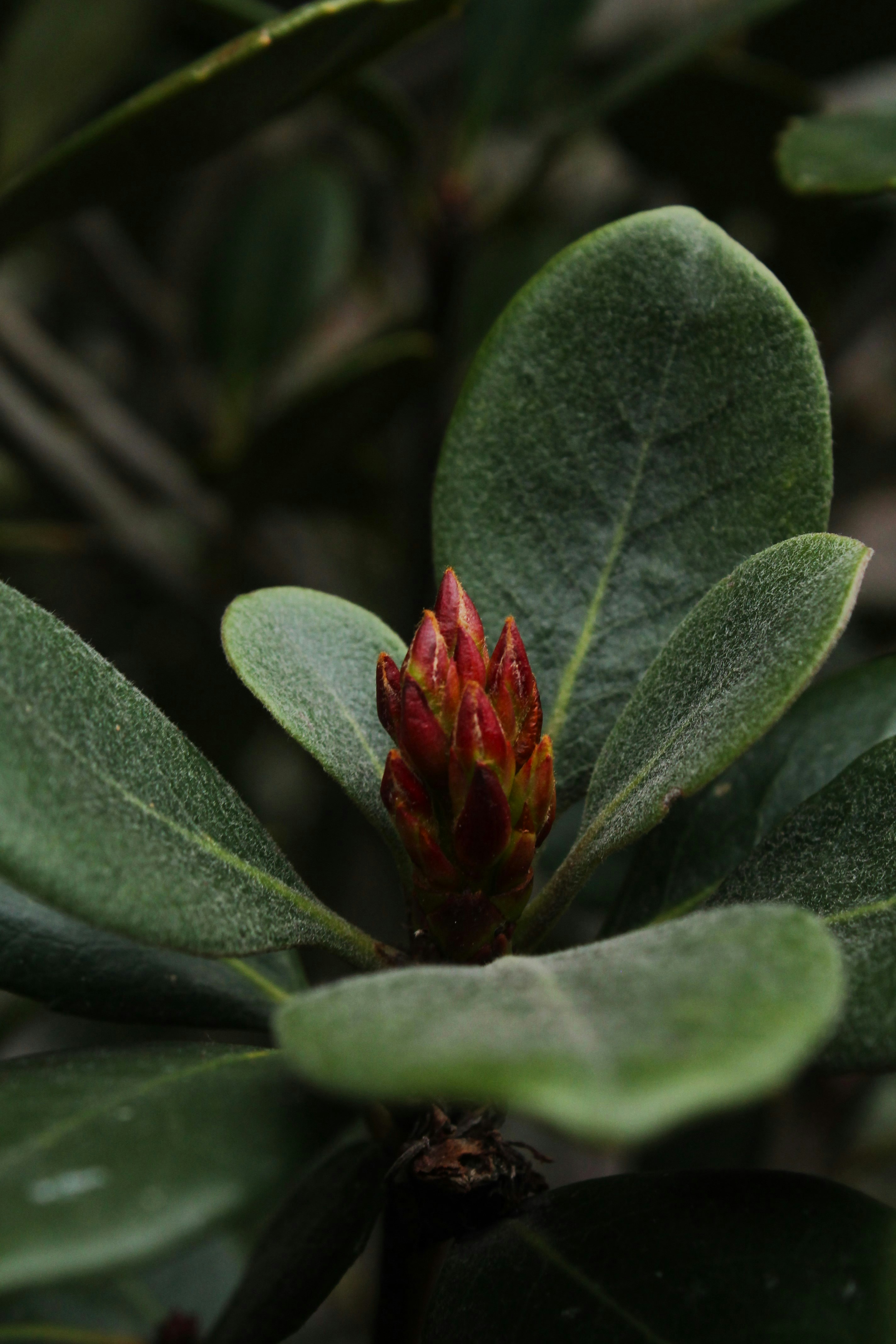 a red flower with green leaves in the background