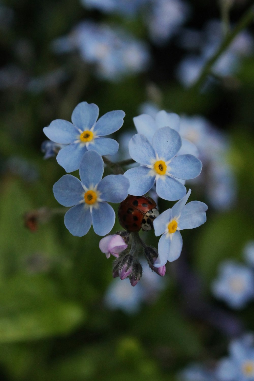 a lady bug sitting on top of a blue flower