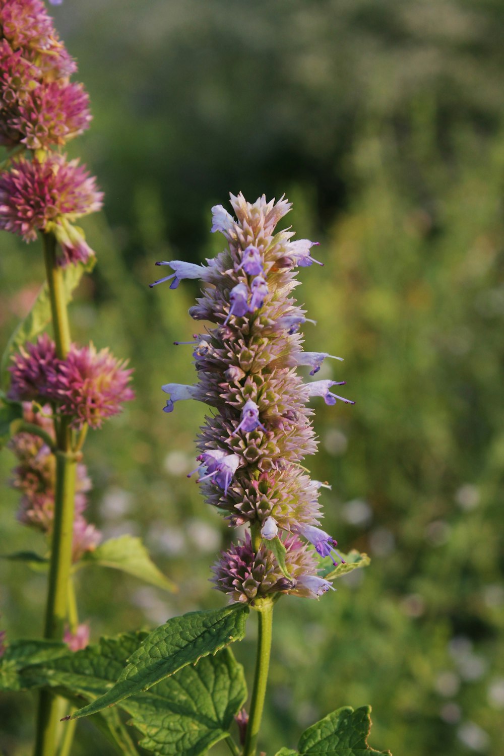 a close up of a plant with flowers in the background