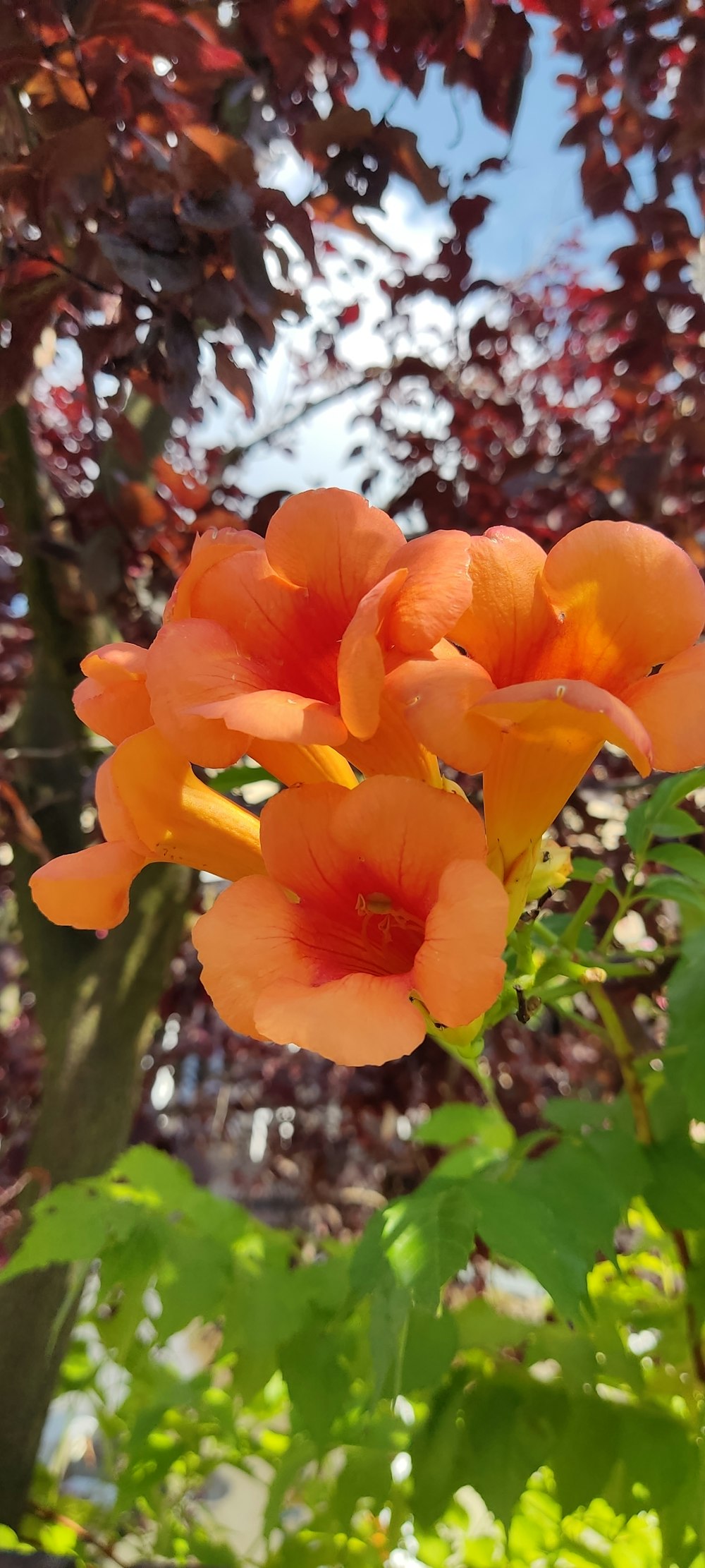 Un primer plano de una flor en un árbol