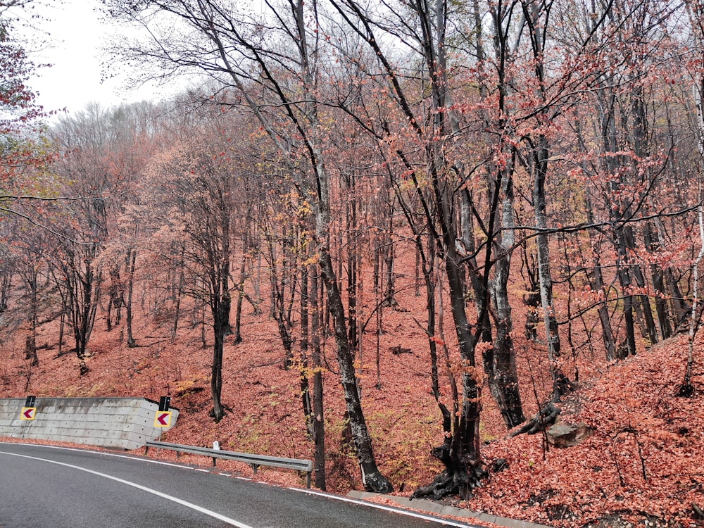 a road in the middle of a wooded area