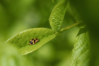 Close-up of a colorful beetle on a green leaf.