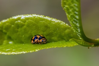 A close-up of a vibrant green leaf with a ladybug resting on it, symbolizing nature's delicate balance.