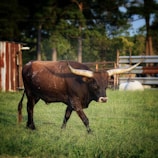 Close-up of a strong, well-fed bull standing proudly in the field.
