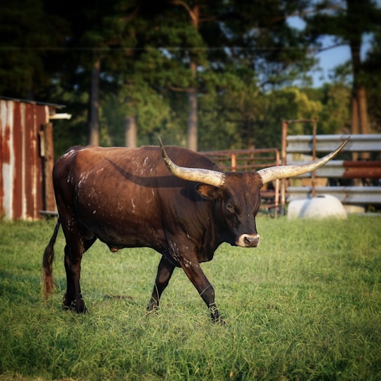 A proud rancher standing beside a strong, healthy bull in a sunlit pasture.