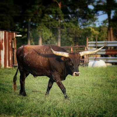 A large, brown bull with prominent, long horns stands in a grassy field. The background features trees and a rustic, red corrugated metal structure on the left. The setting appears to be a rural or farm environment.