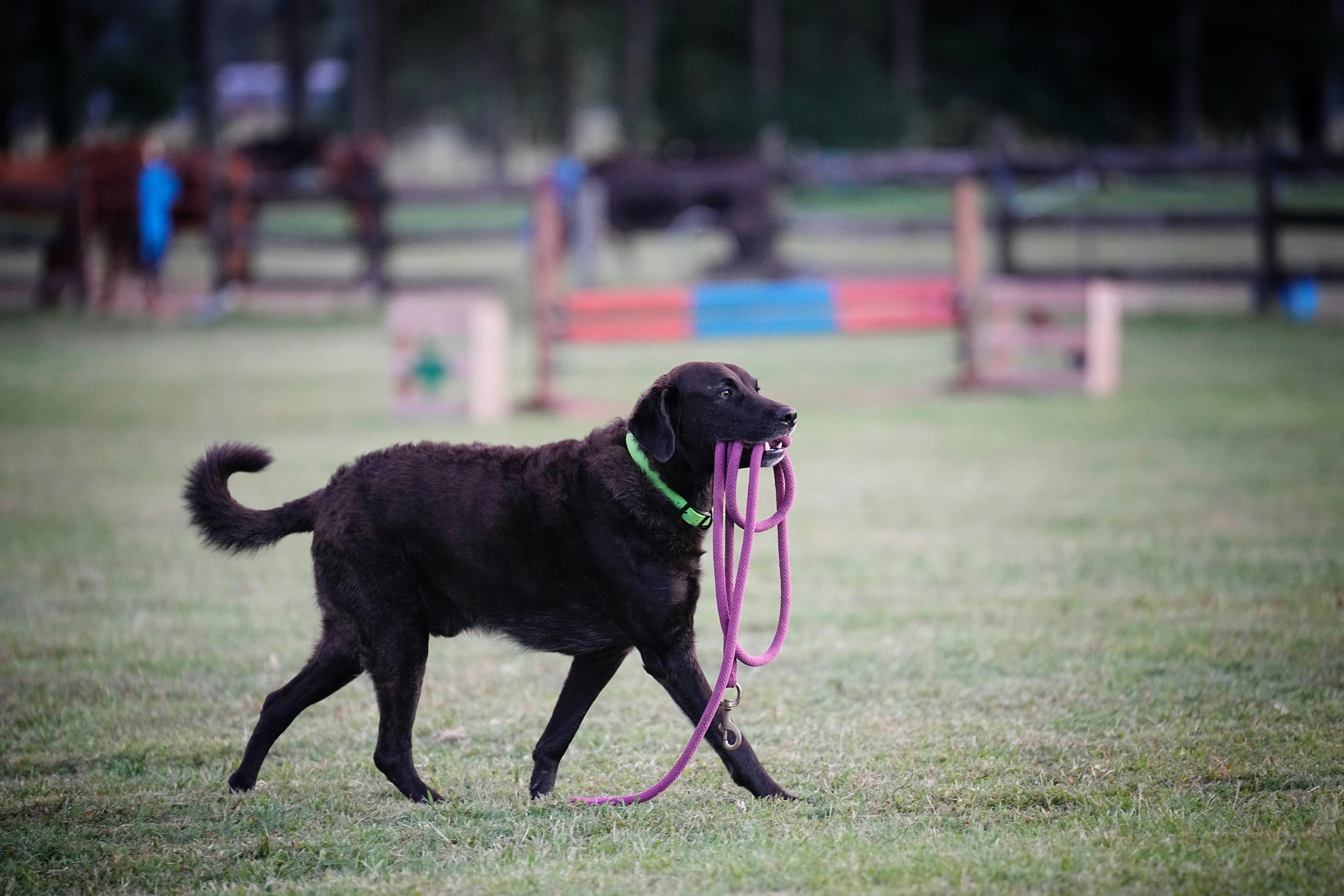 5 Most Unique Dog Collars and Matching Leashes: Style Meets Functionality