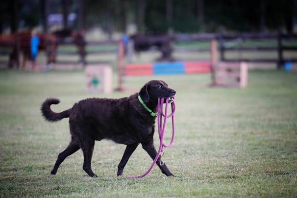 A dog owner attaching a durable Enzo Collars leash during a forest walk.