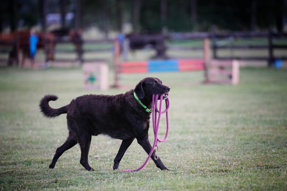 a black dog with a pink leash in a field