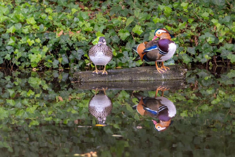 a group of ducks standing on a log in the water