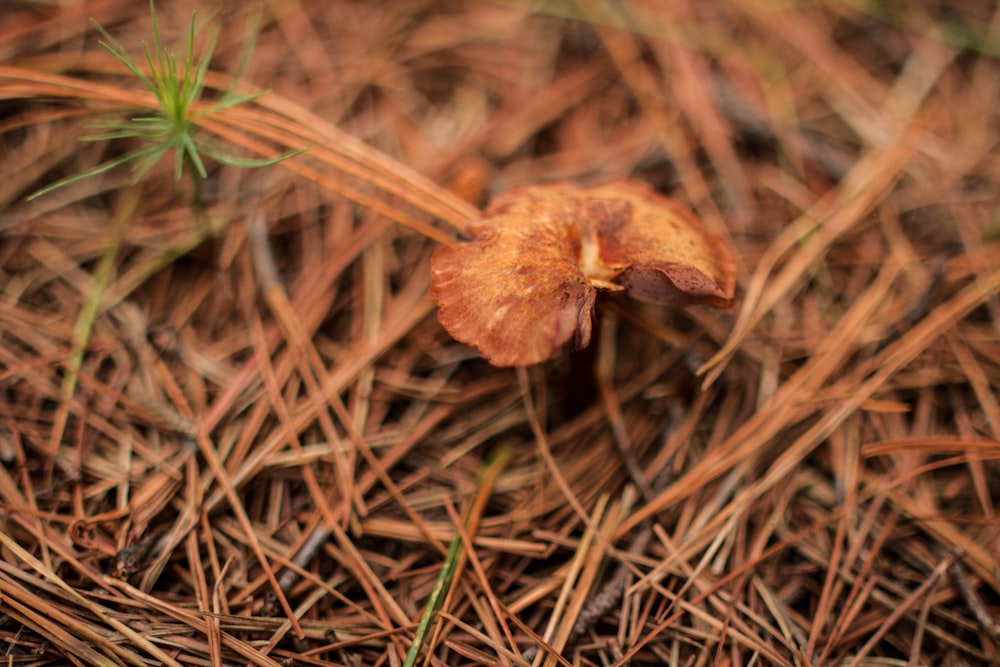 a small brown flower sitting on top of dry grass
