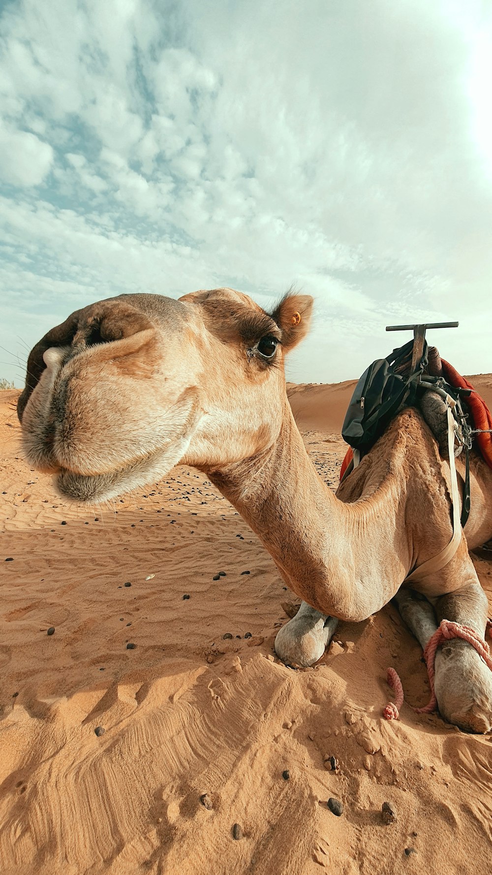 a camel with a saddle on its back in the desert