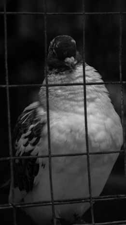 A black and white image of a pigeon standing behind a wire fence. The bird has a prominent white chest and darker feathers on the wings and head, with a slightly blurred background creating a focus on the pigeon.