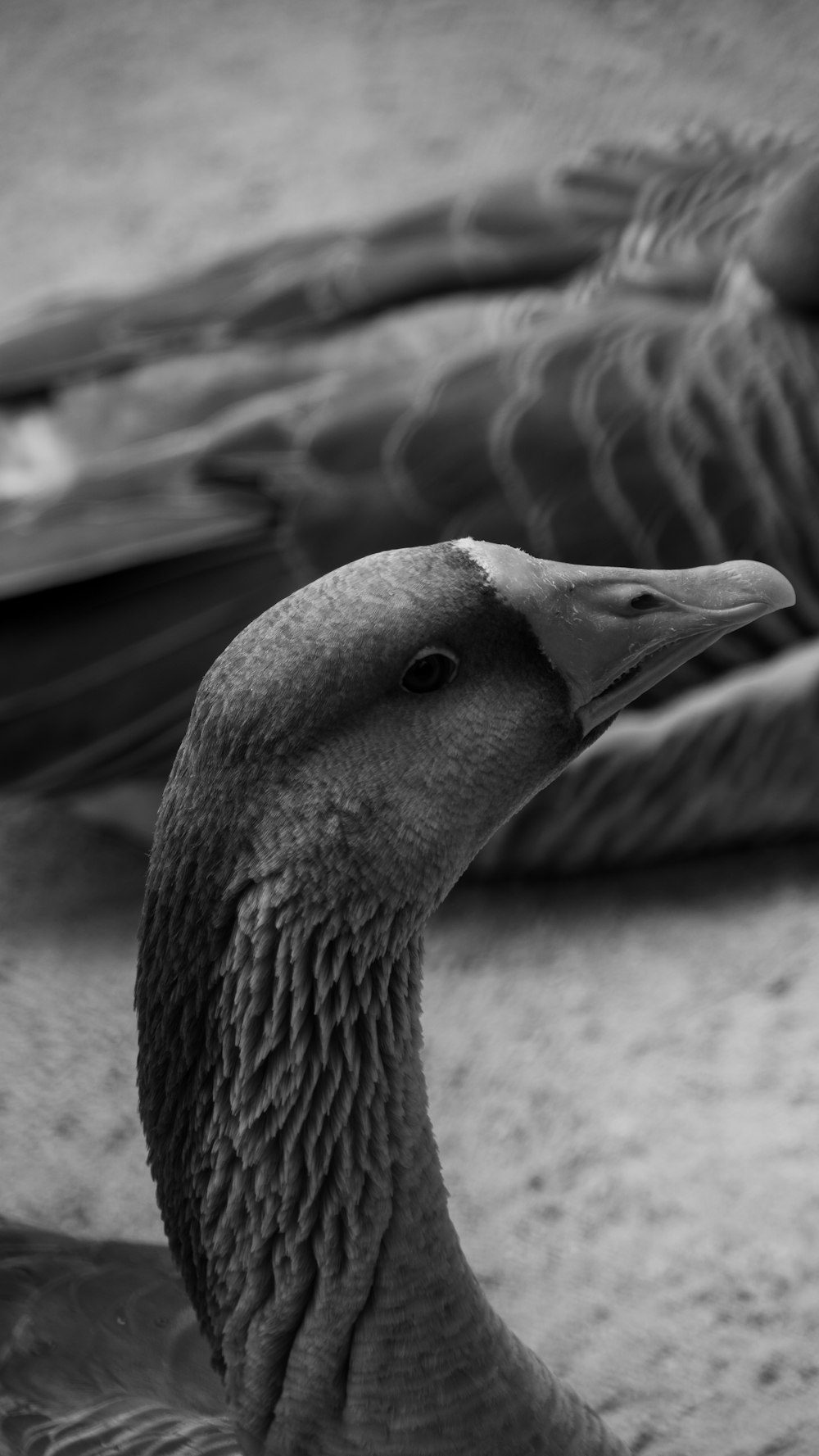 a black and white photo of a goose