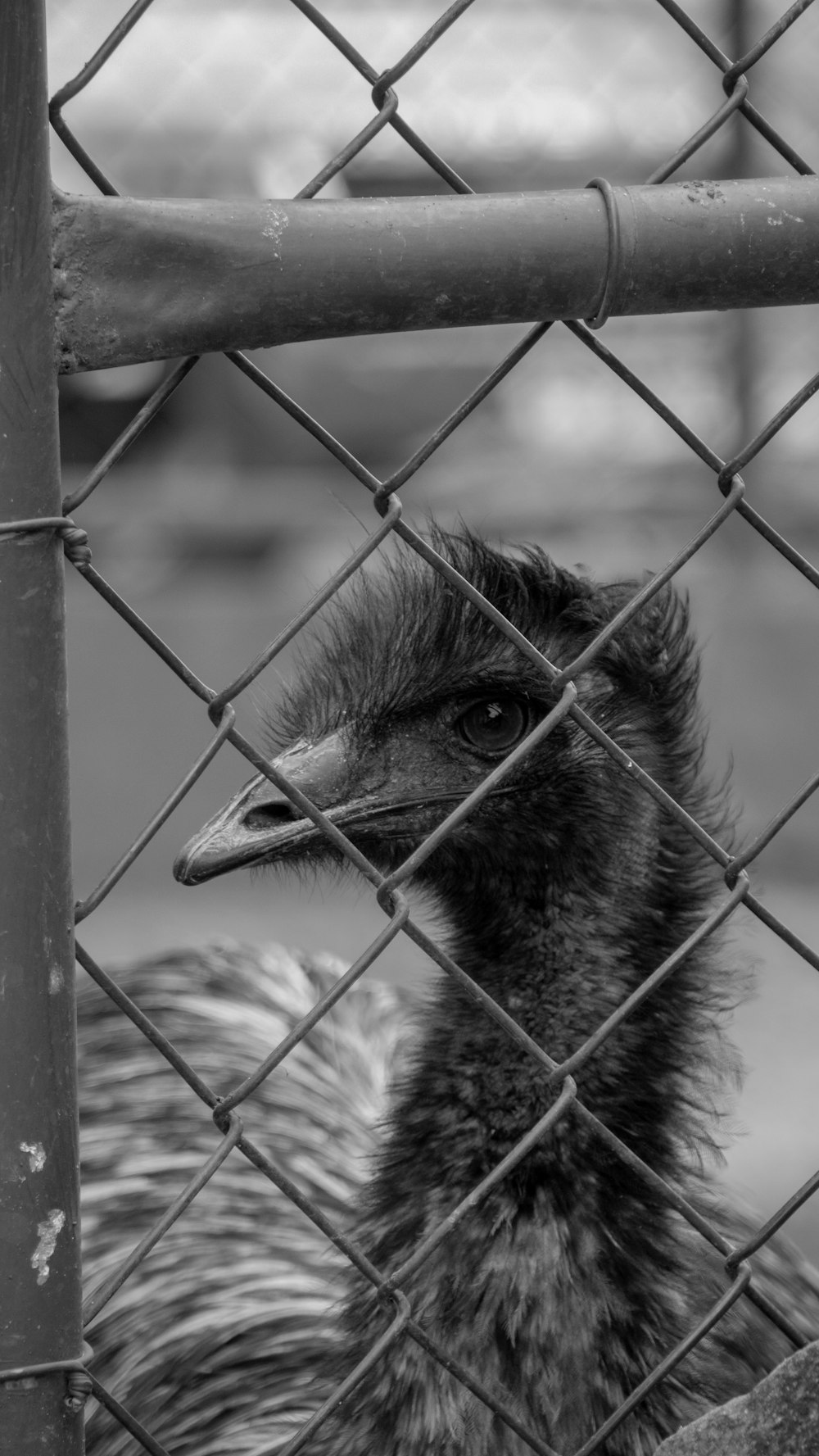 a black and white photo of an ostrich behind a fence