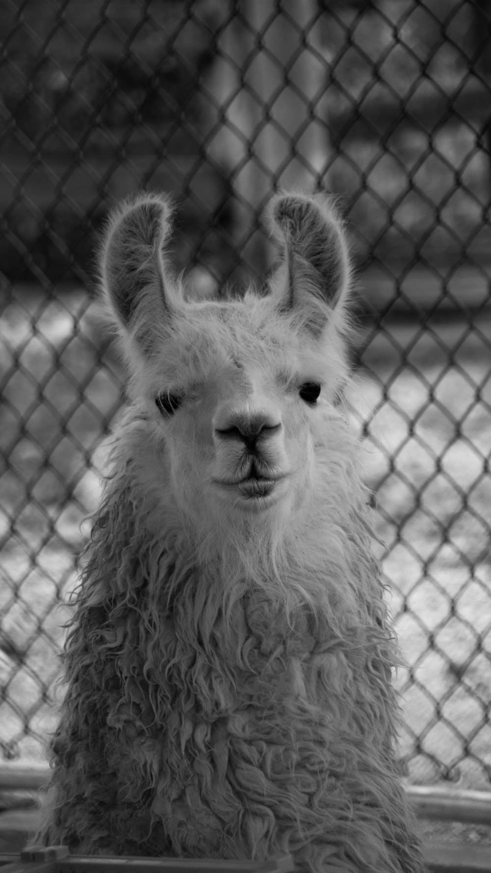 a black and white photo of an alpaca