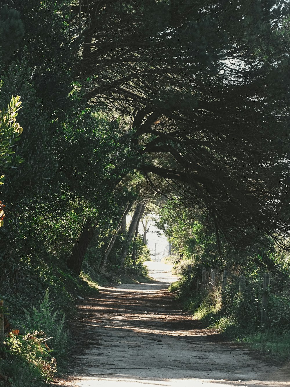 a dirt road surrounded by trees on both sides