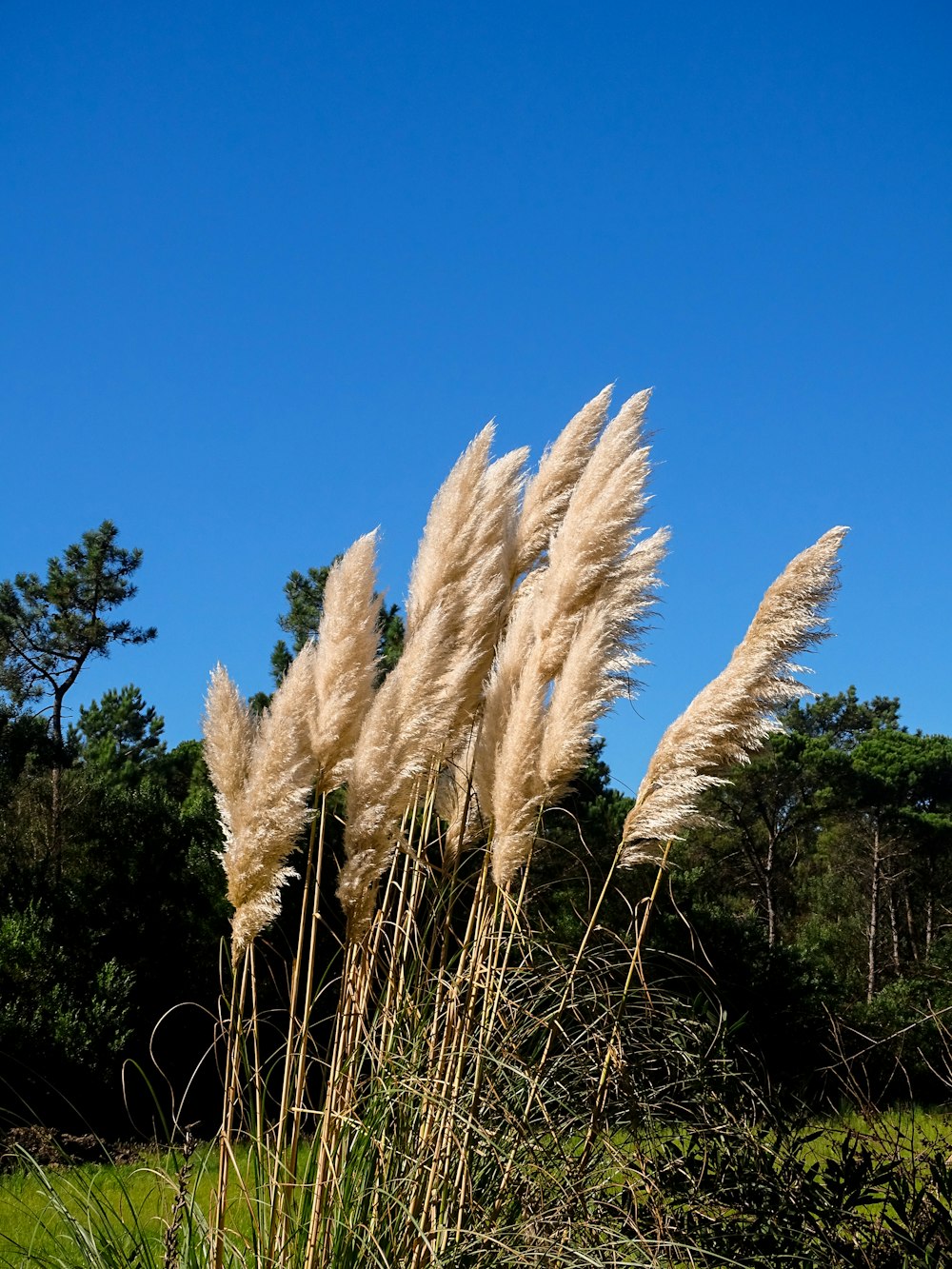 a bunch of tall grass blowing in the wind