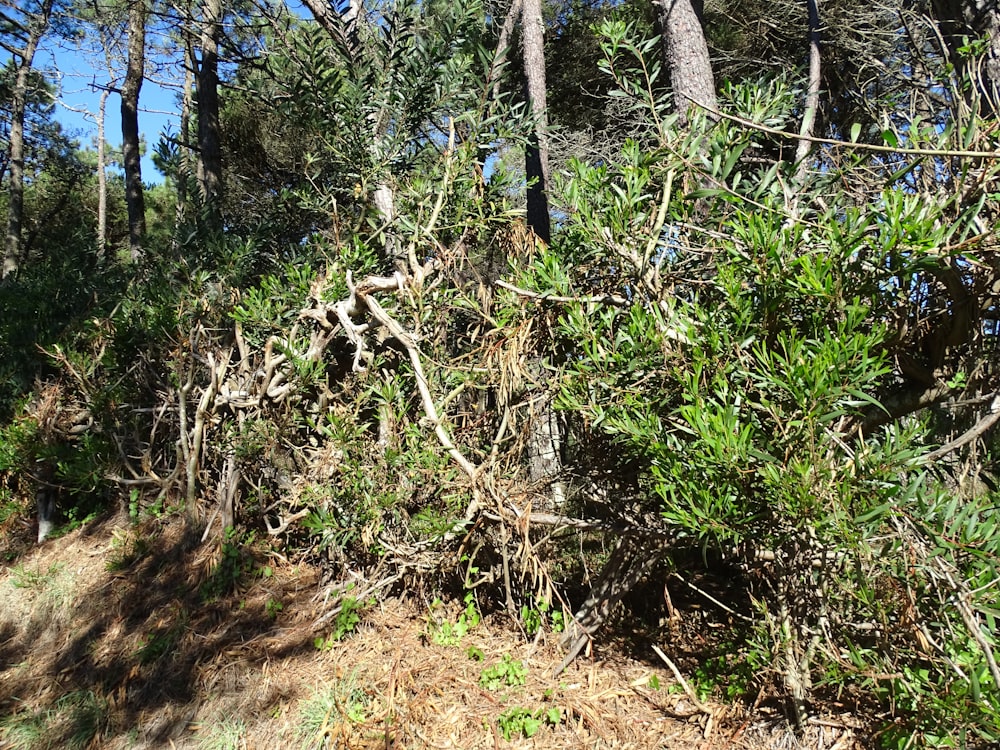 a bunch of trees that are on the side of a hill