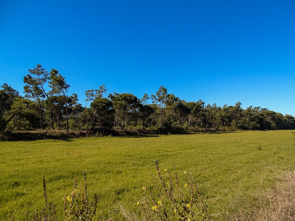 a grassy field with trees in the background