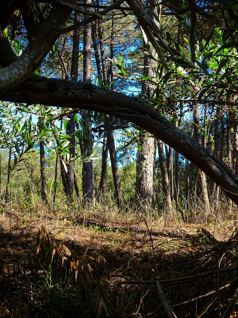 a forest filled with lots of tall trees