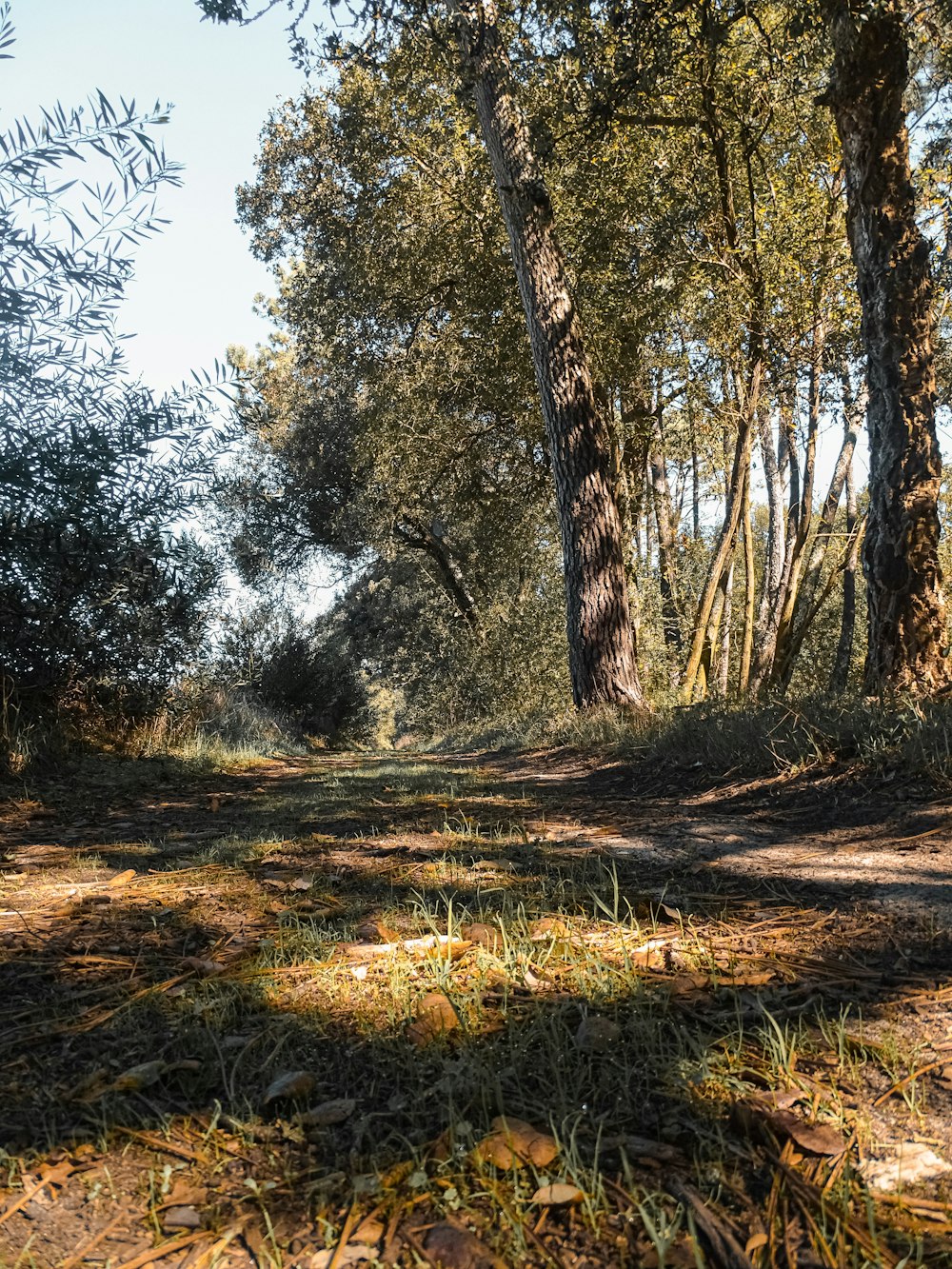 a dirt road surrounded by trees and grass