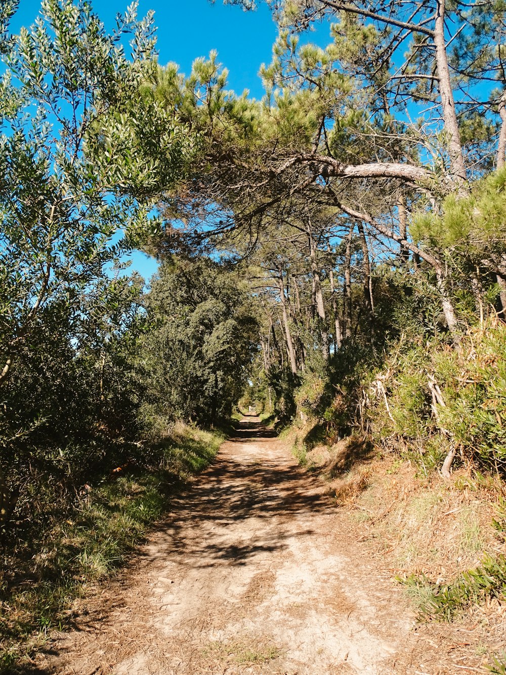 a dirt road in the middle of a forest