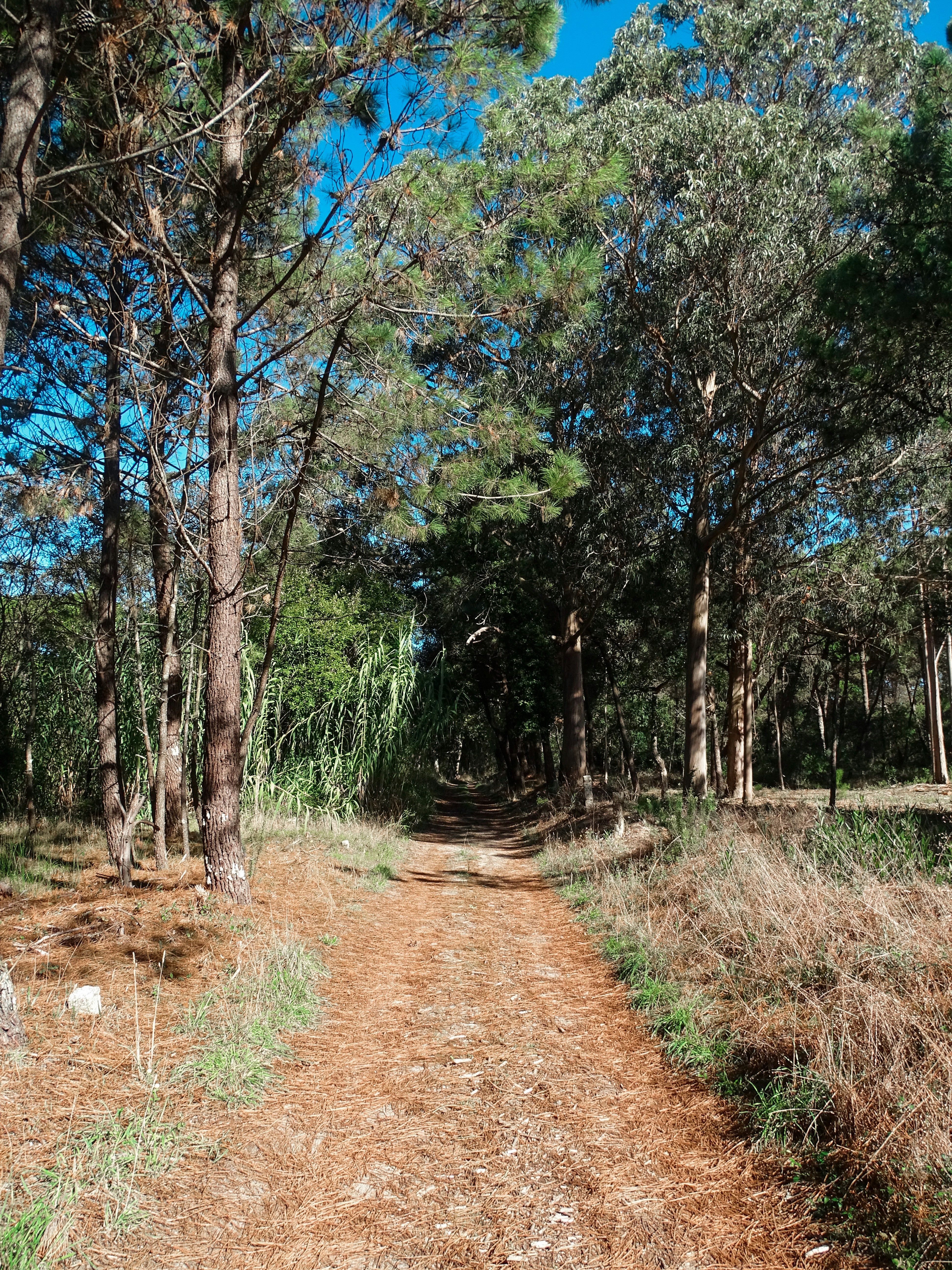 Photo by phozebyzemachado