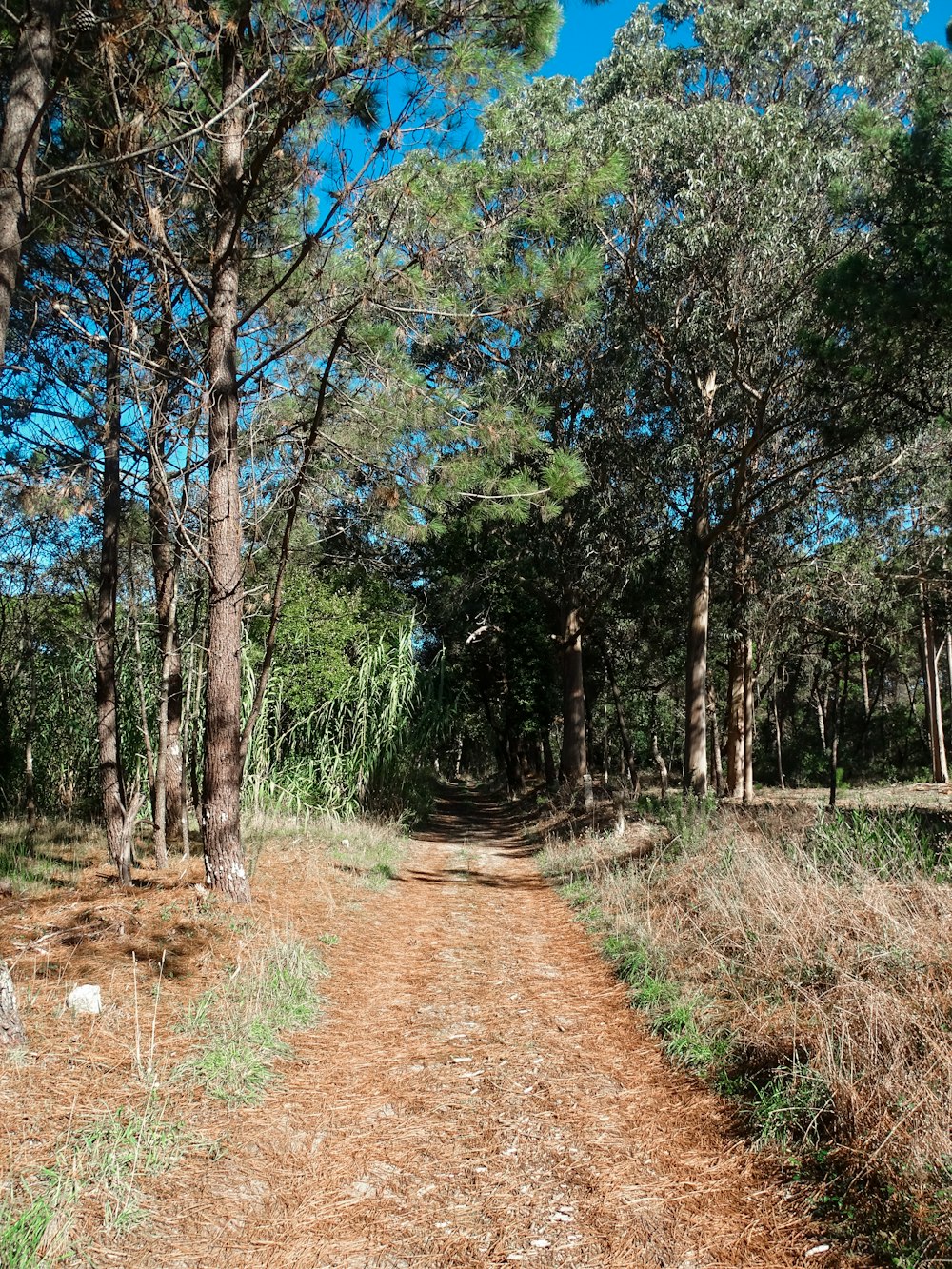 a dirt road in the middle of a forest