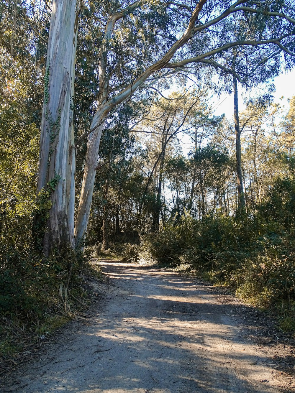 a dirt road surrounded by trees and bushes