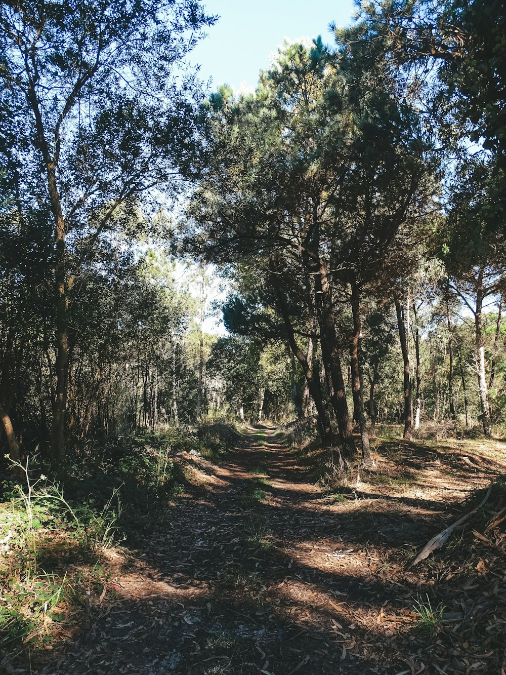 a dirt road in the middle of a forest