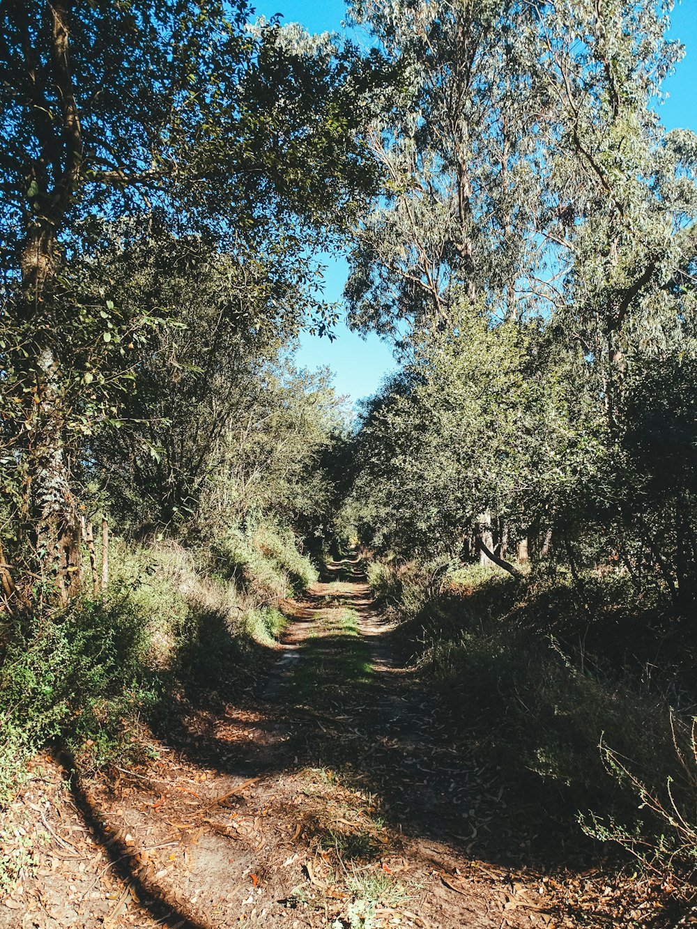 a dirt road surrounded by lots of trees