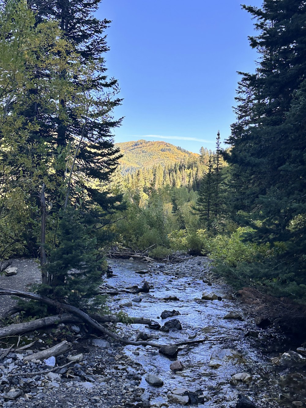 a river running through a forest filled with lots of trees