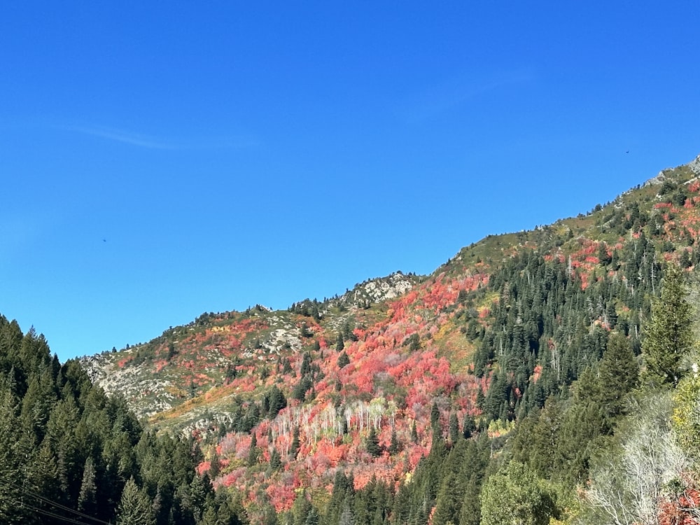 a scenic view of a mountain with red and green trees