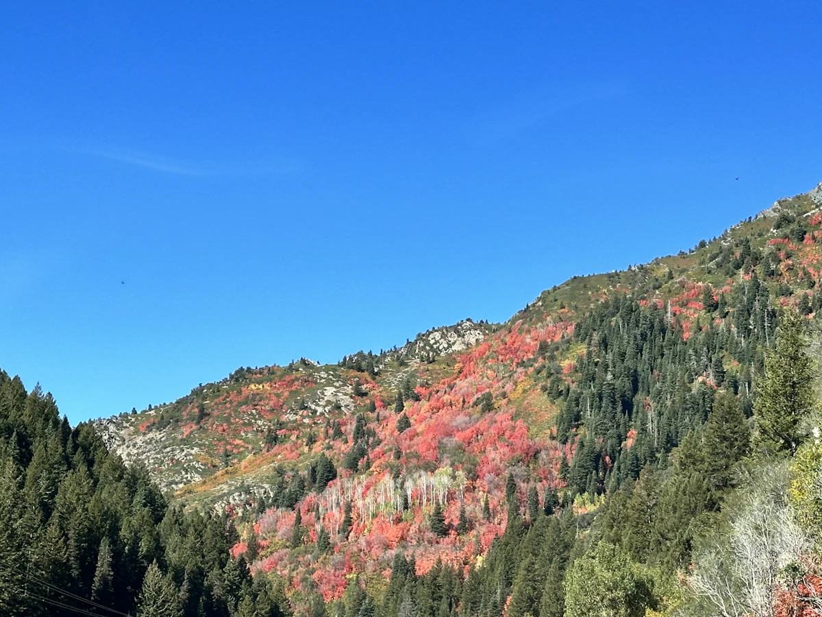 Red and orange fall color and dark firs on a mountainside near Brighton, Utah