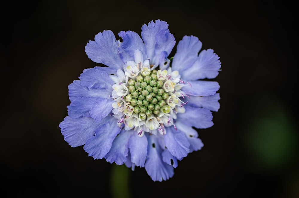 um close up de uma flor azul em um fundo preto