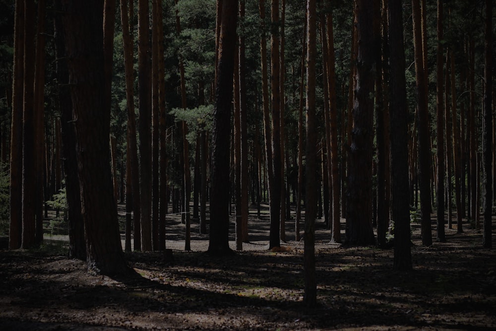 a forest filled with lots of tall trees