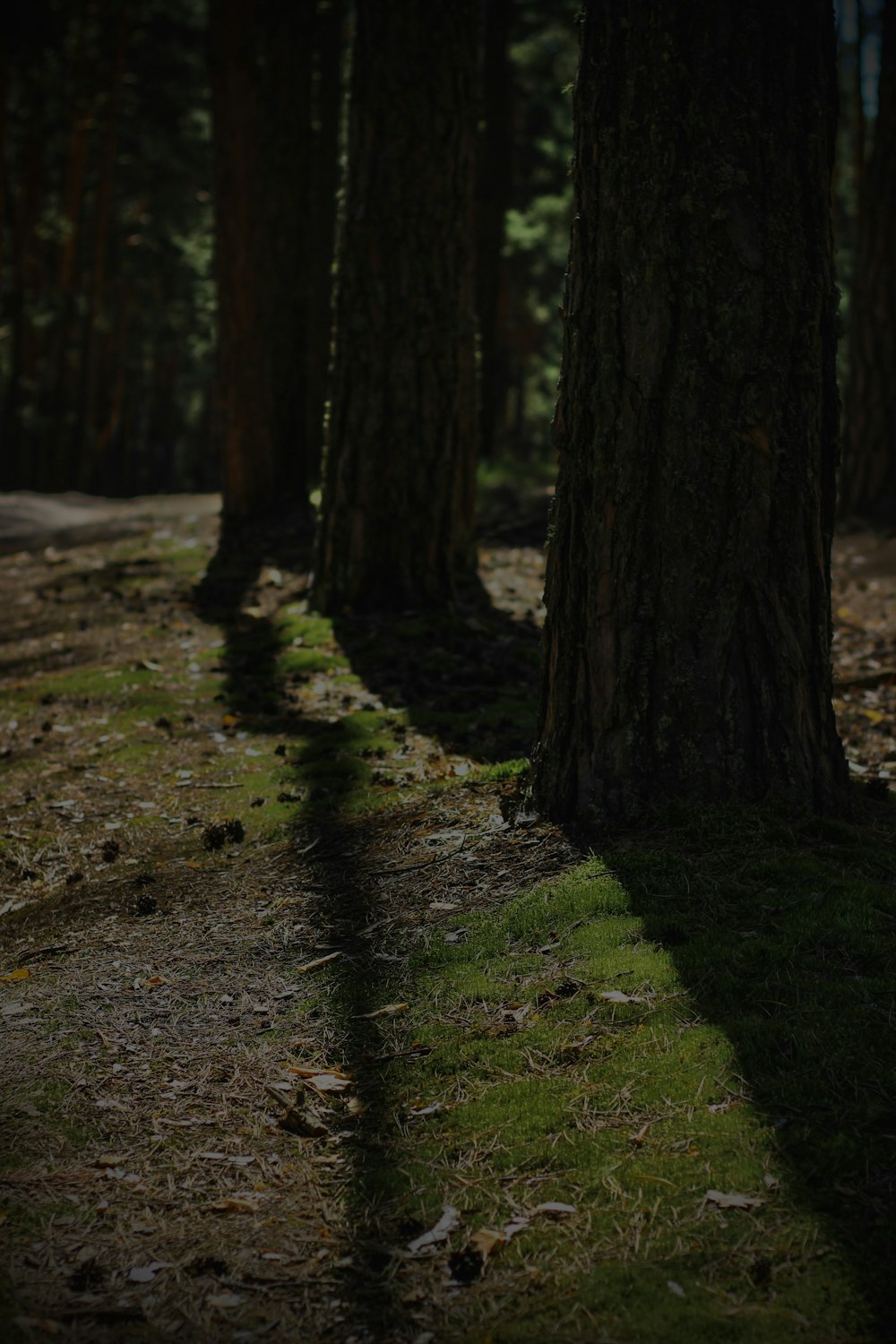 the shadow of a person standing in the middle of a forest