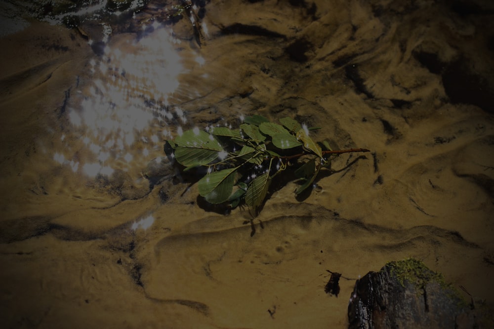 a plant is growing out of the muddy water
