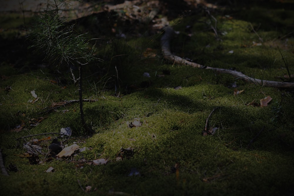 a patch of green grass with small trees in the background