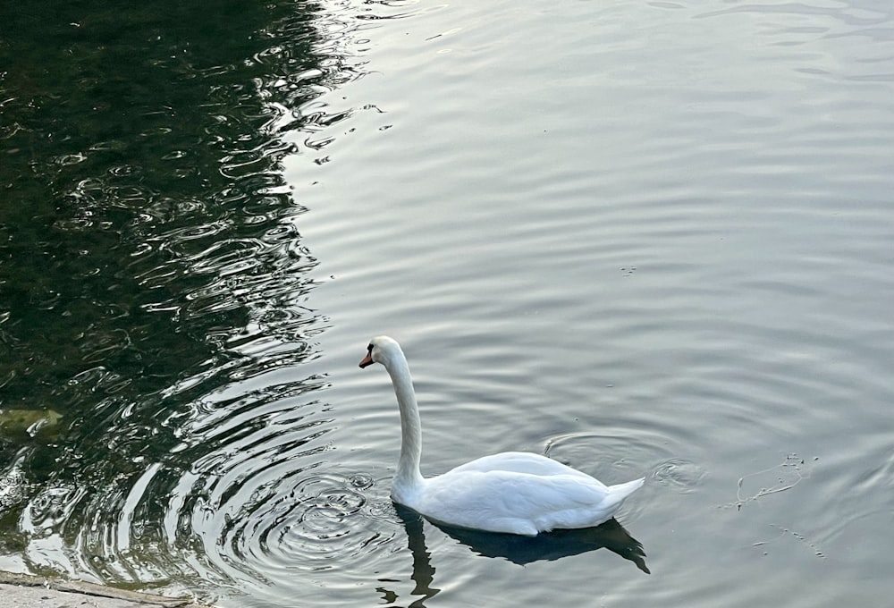 a swan is swimming in the water near the shore