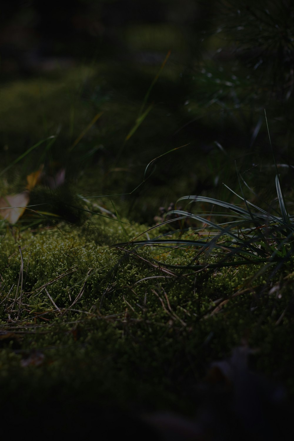 a small bird sitting on a moss covered ground