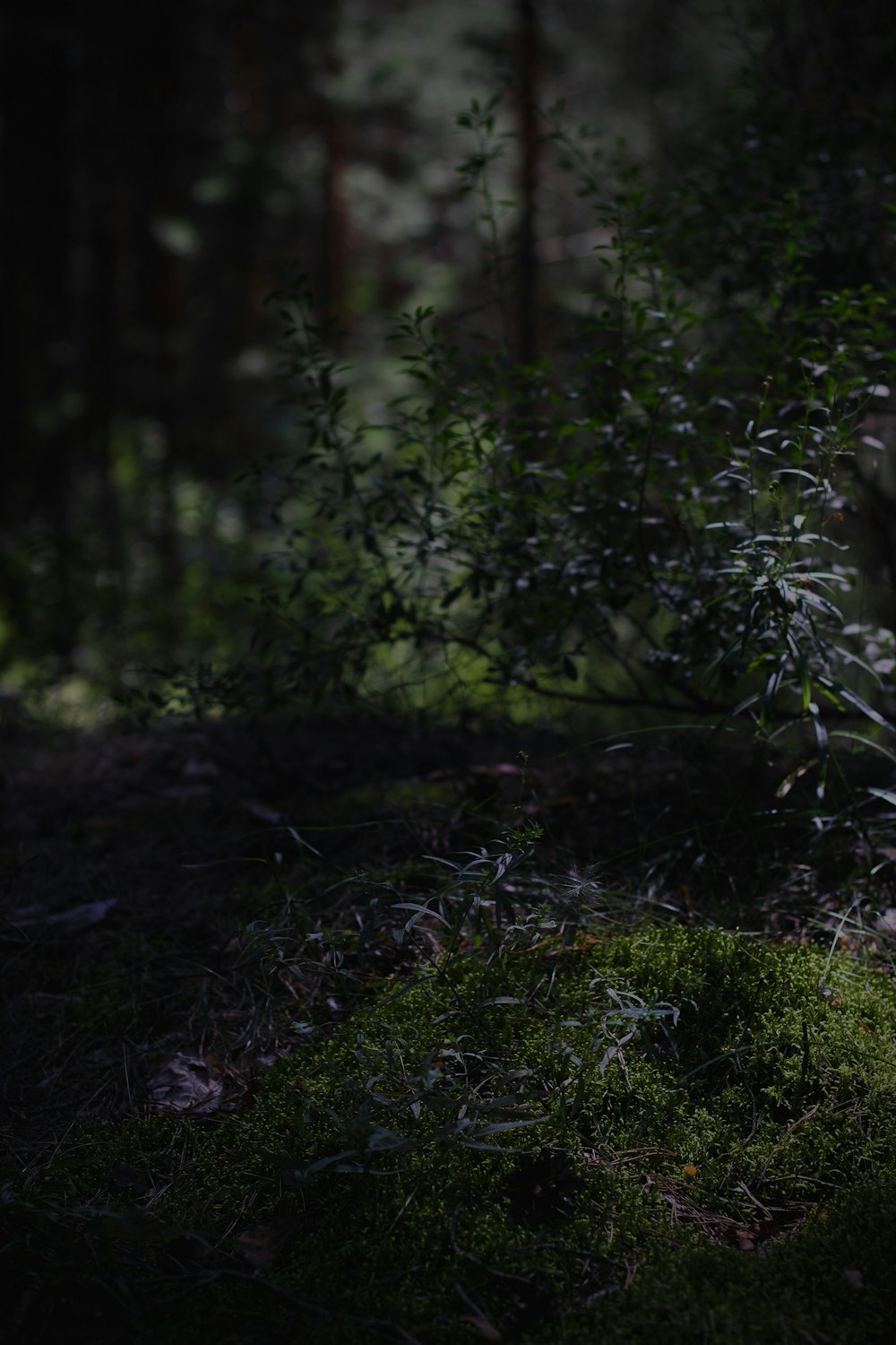 eine Katze, die im Wald auf dem Boden sitzt