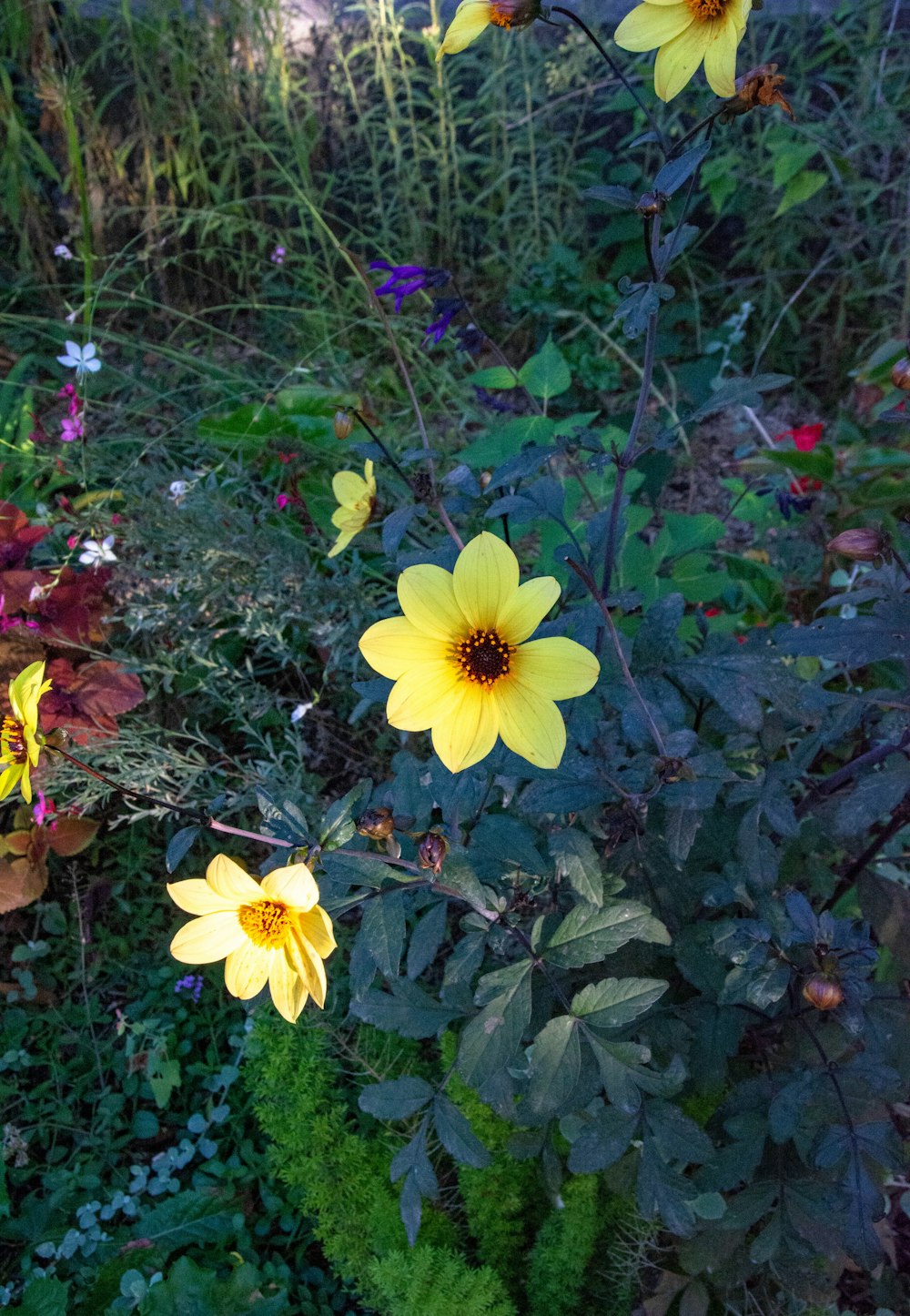 a bunch of flowers that are in the grass