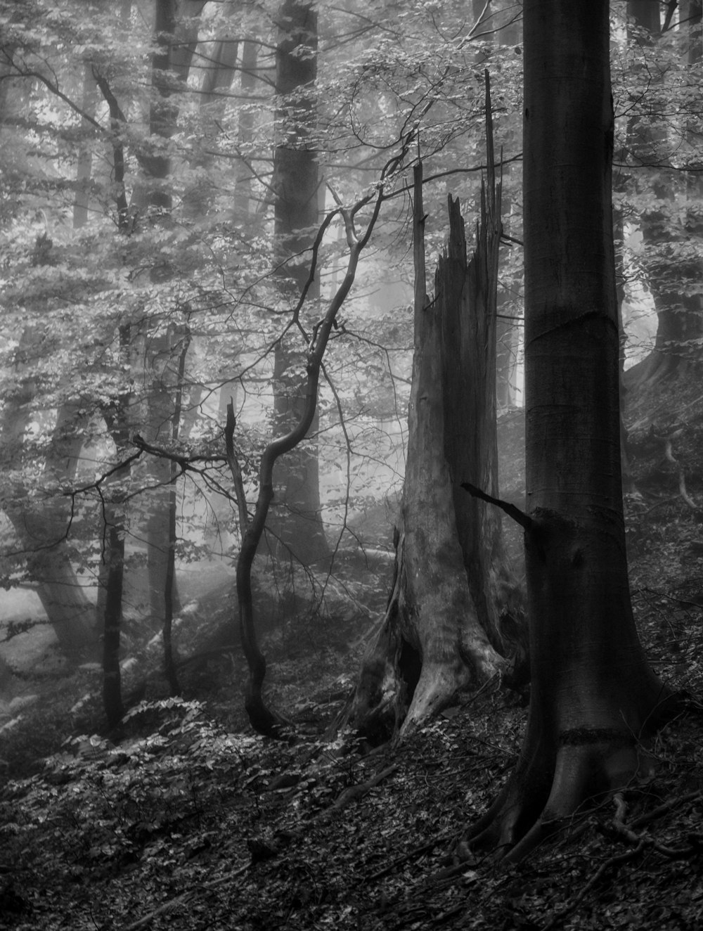 Una foto en blanco y negro de un bosque