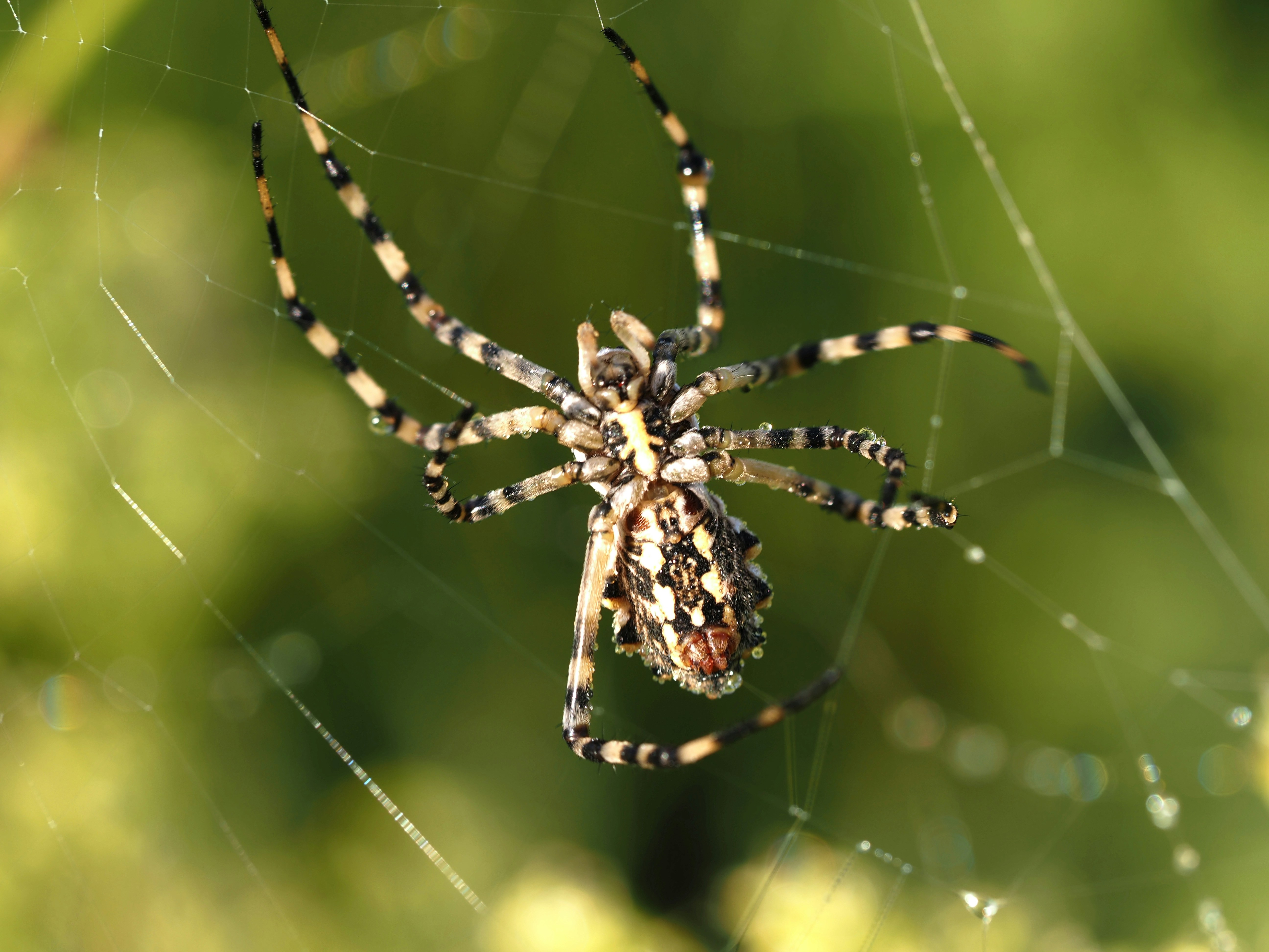 a close up of a spider on a web