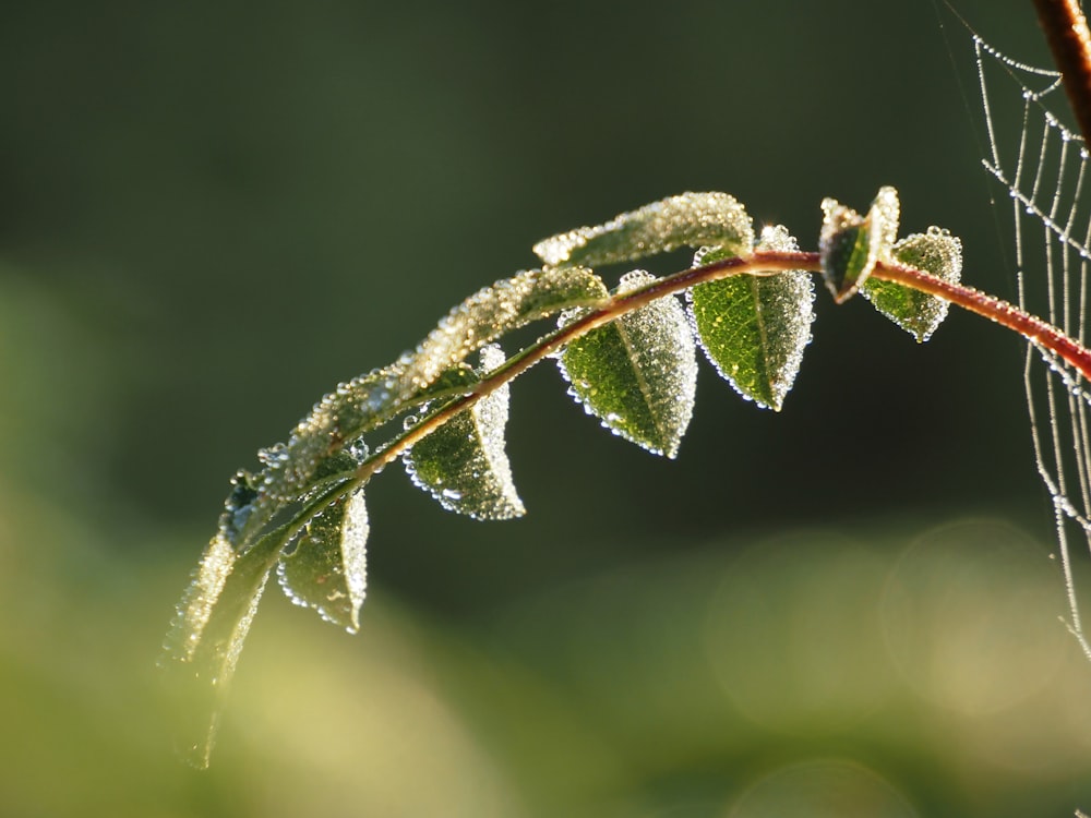 a close up of a leaf with dew on it