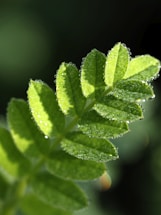 Close-up of a fresh green leaf with morning dew on a smooth white marble background.
