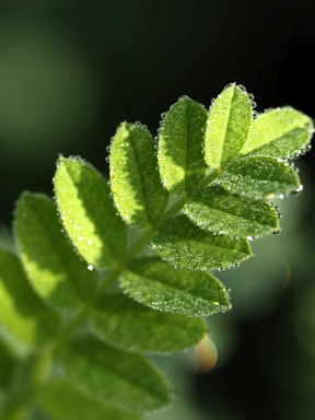 Close-up of a fresh green leaf with morning dew on a smooth white marble background.