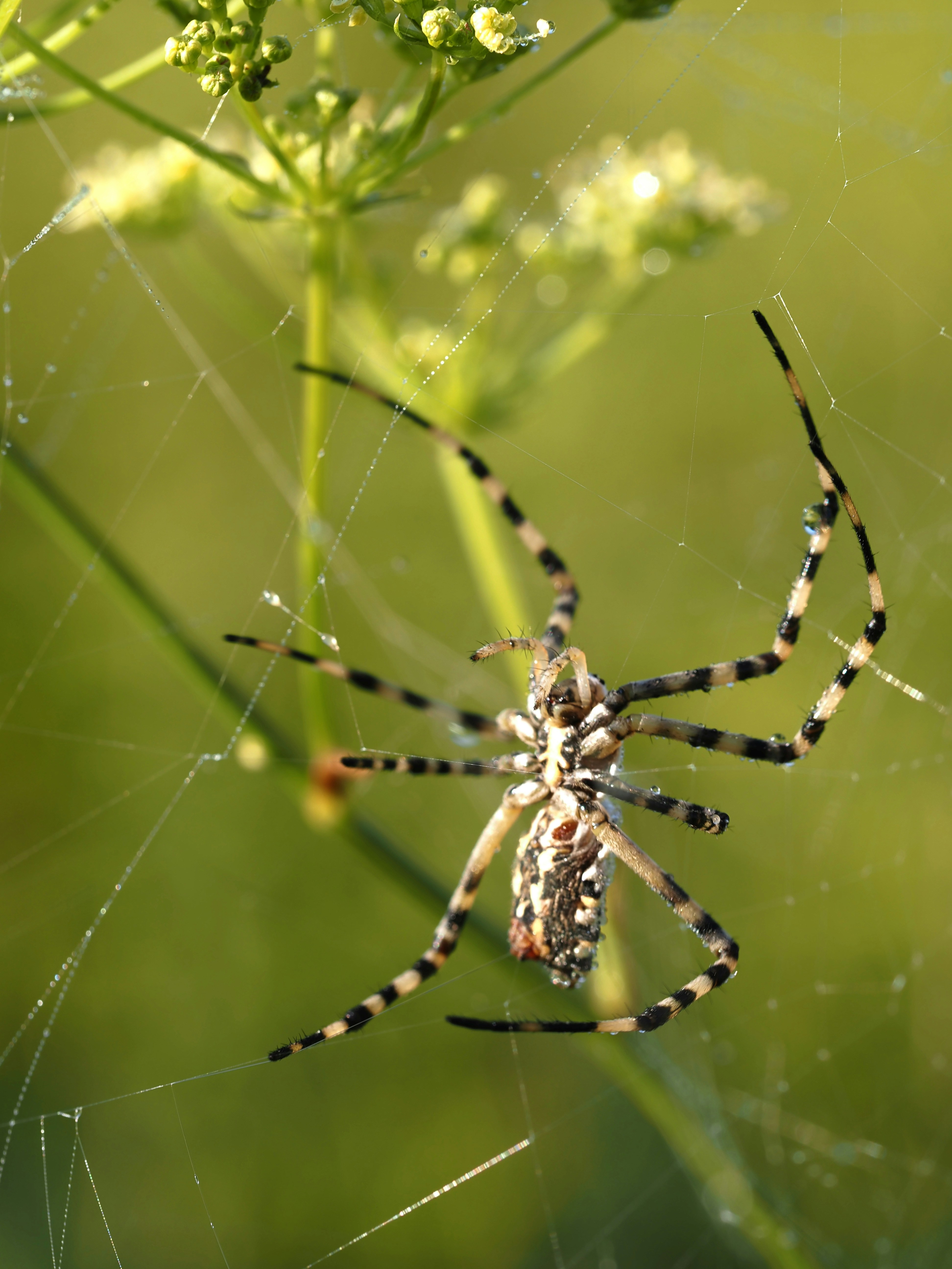 a close up of a spider on a web